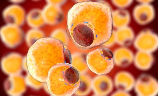 Adipocytes