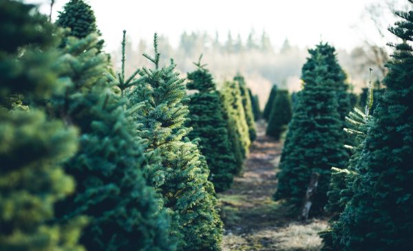 Christmas trees growing