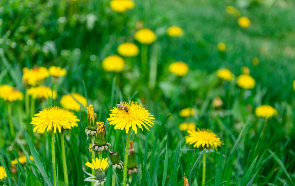 Background image representing Lasting Health