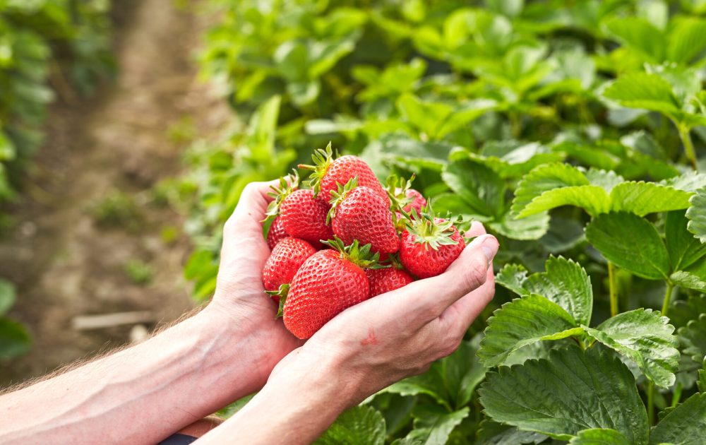 Background image representing Lasting Health
