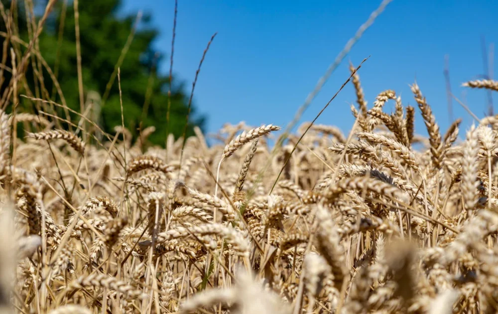 Background image representing Lasting Health